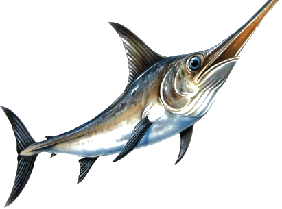 Costa Rica Fishing Kingpin Sportfishing In Tamarindo - Deep Sea Fishing Png (411x305)