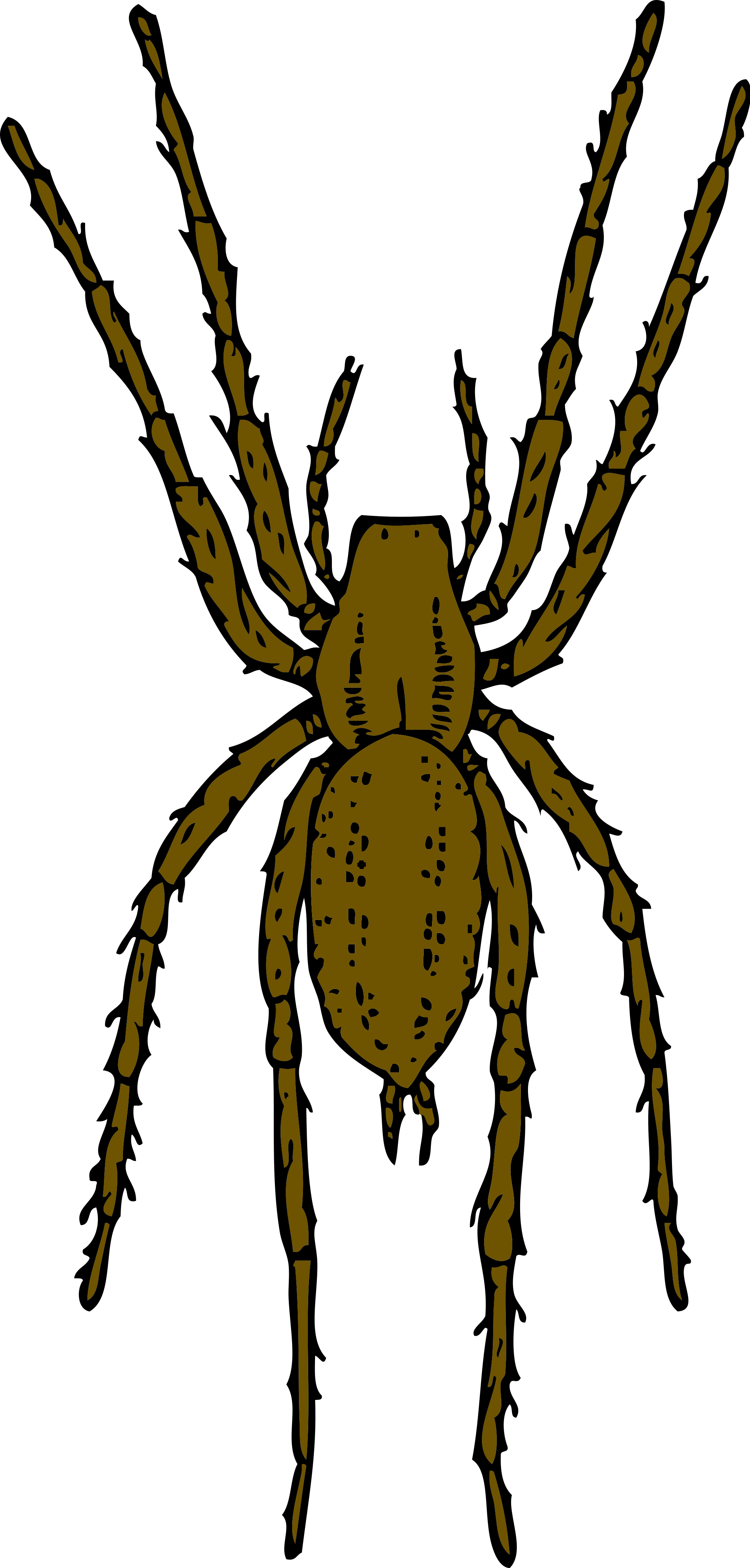 Picture Free Library Garden Huge Freebie - Brown Spider Clipart (2000x4179)