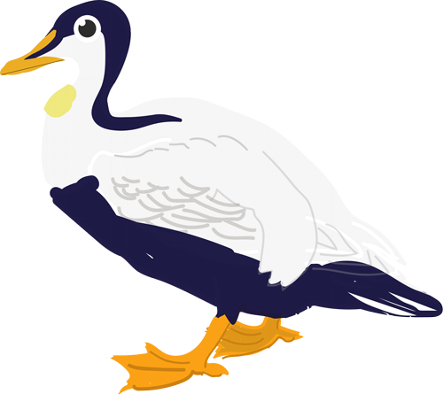 Eider Duck - Mallard (500x445)