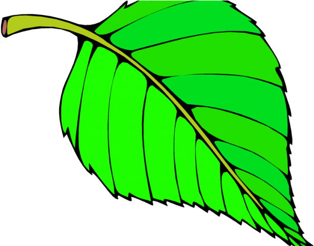 Green Leaves Clipart Grape Leave - Green Colour Objects For Preschool (640x480)