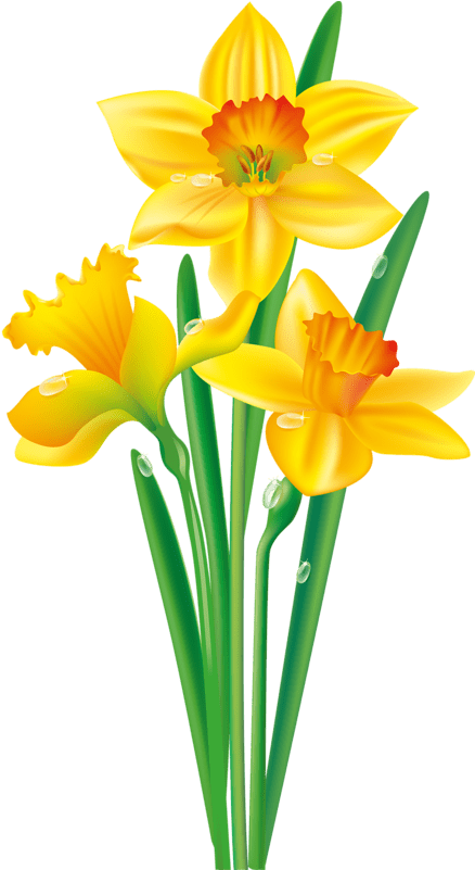 Daffodil Flower Clip Royalty Free Stock Techflourish - Clip Art Daffodil Flower (458x800)