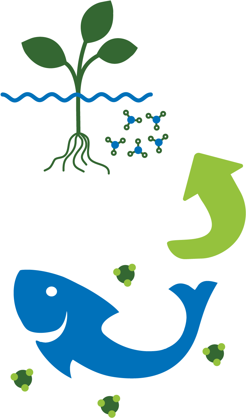 2- Aquaponic Nourishes Plants With Organic Nutrients - Illustration (1000x1501)