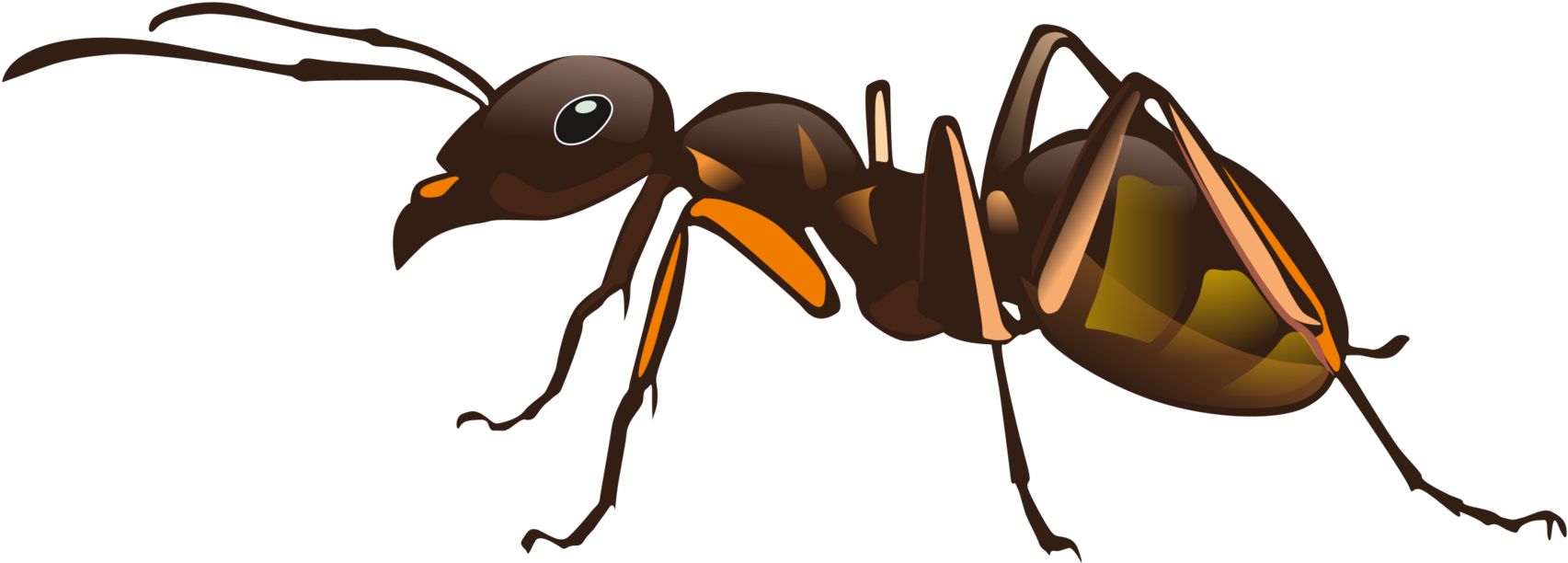 All Photo Png Clipart - One Ant (1842x750)
