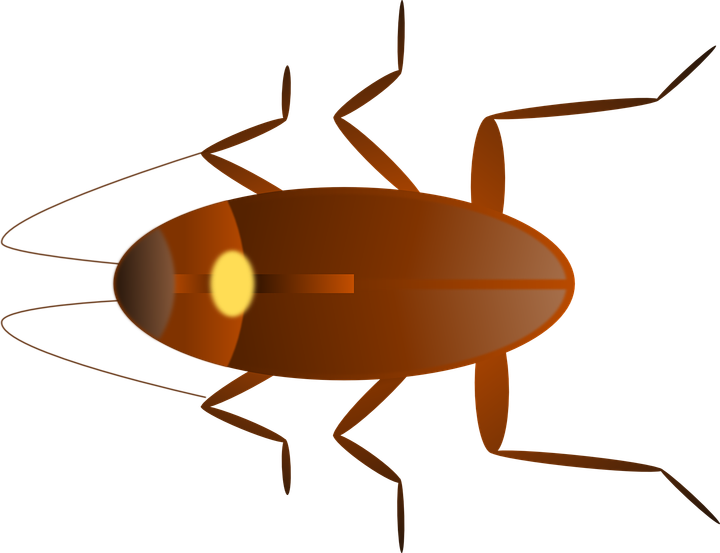 Pest Control Services Manhasset Ny, New York, Long - Predaceous Diving Beetles (720x553)