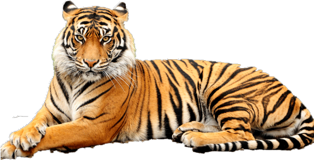 Bengal Clipart Transparent - Point Defiance Zoo & Aquarium (640x480)
