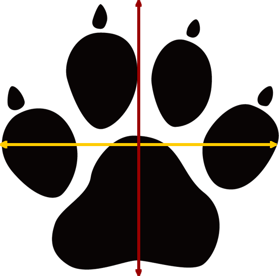 How To Take Measurements - St Ignatius Wildcats Logo (553x546)