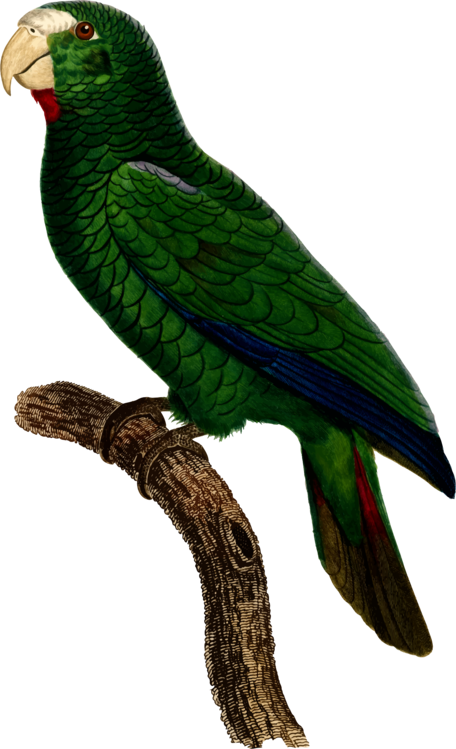 Parrot Bird Watercolor Painting - Parrot (456x749)