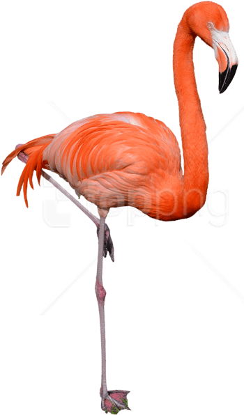 Free Png Download Flamingo Png Images Background Png - Flamingo Png (480x724)