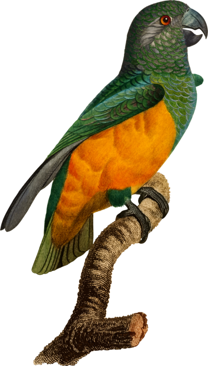 Budgerigar Bird Parrot - Parakeet (426x750)