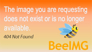 Related Images - Honeybee (300x169)