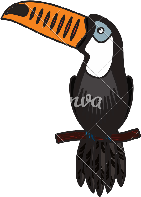 Toucan Exotic Bird - Toucan (800x800)