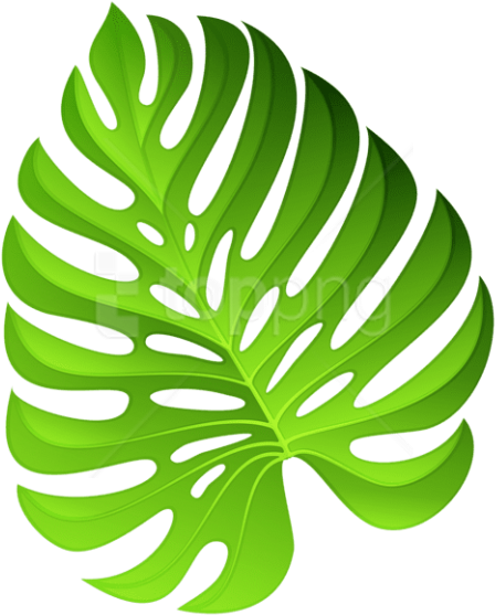 Free Png Download Exotic Green Plant Decoration Clipart - Clip Art (480x578)