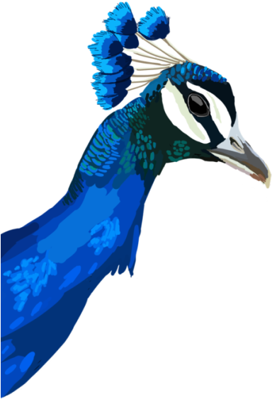 Peacock Peaking Out At You - Peafowl (540x720)