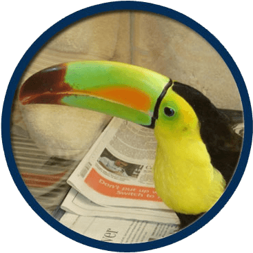 Wild Birds Treated At Midwest Bird & Exotic Animal - Toucan (443x381)