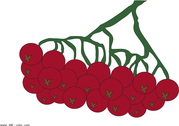 Rowan Tree Raster Clipart Clip Freeuse Library - Горобина Картинка Для Дітей (822x567)