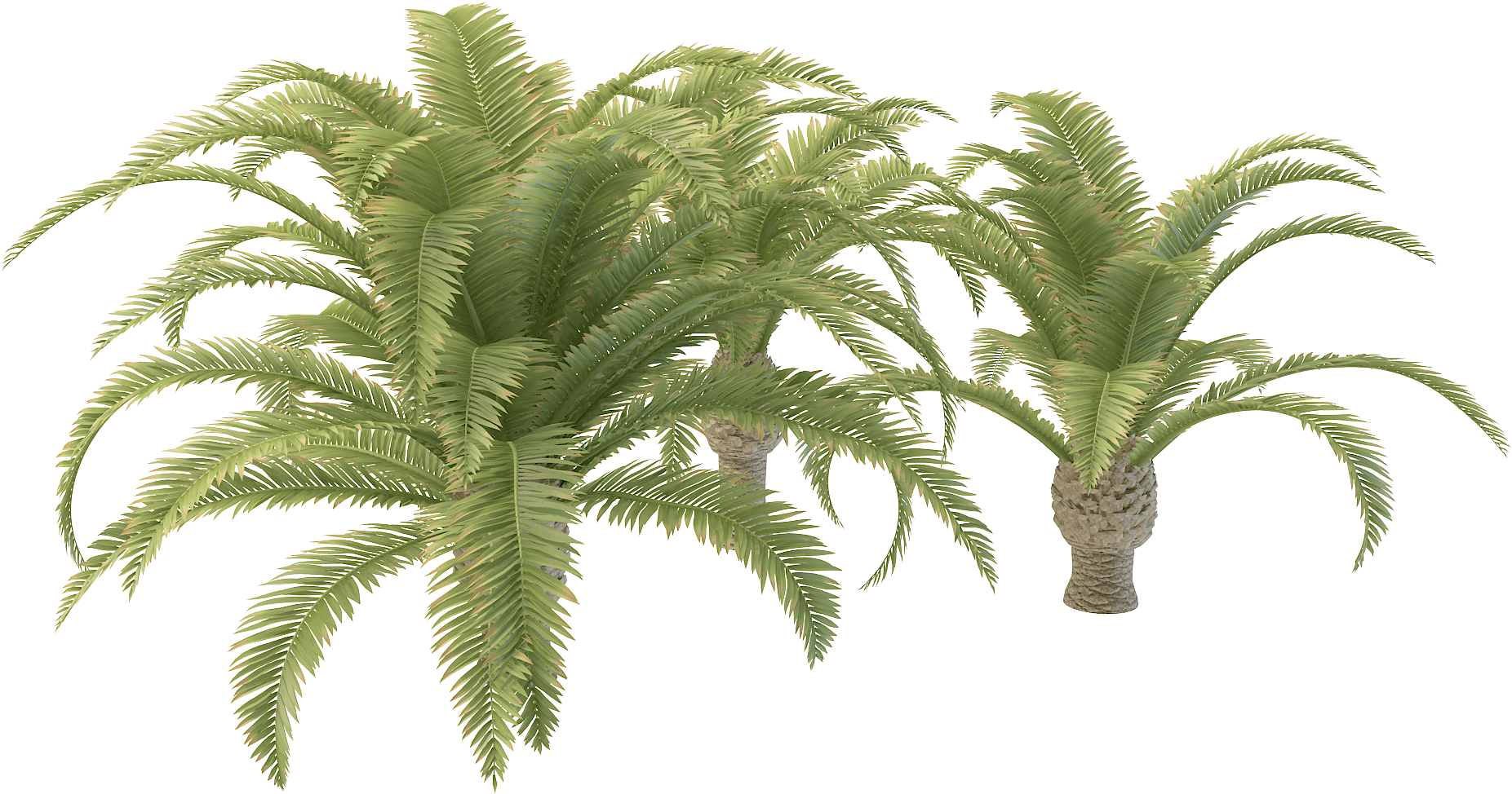 Long Palm Tree Clipart Png 43079 Free Icons And Backgrounds - Attalea Speciosa (2000x2000)