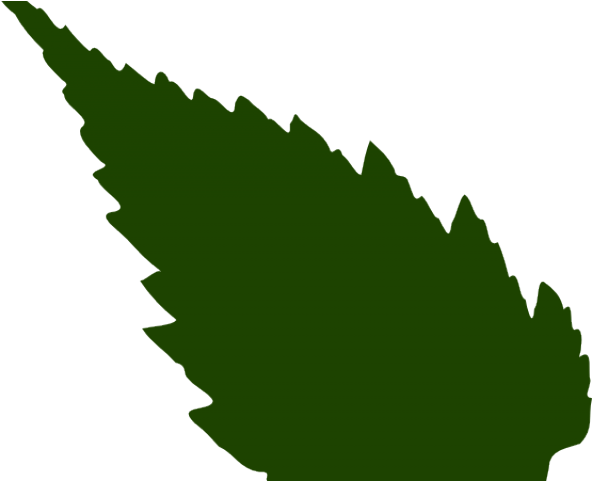 Pointy Cliparts - Rose Leaf Png Vector (640x480)