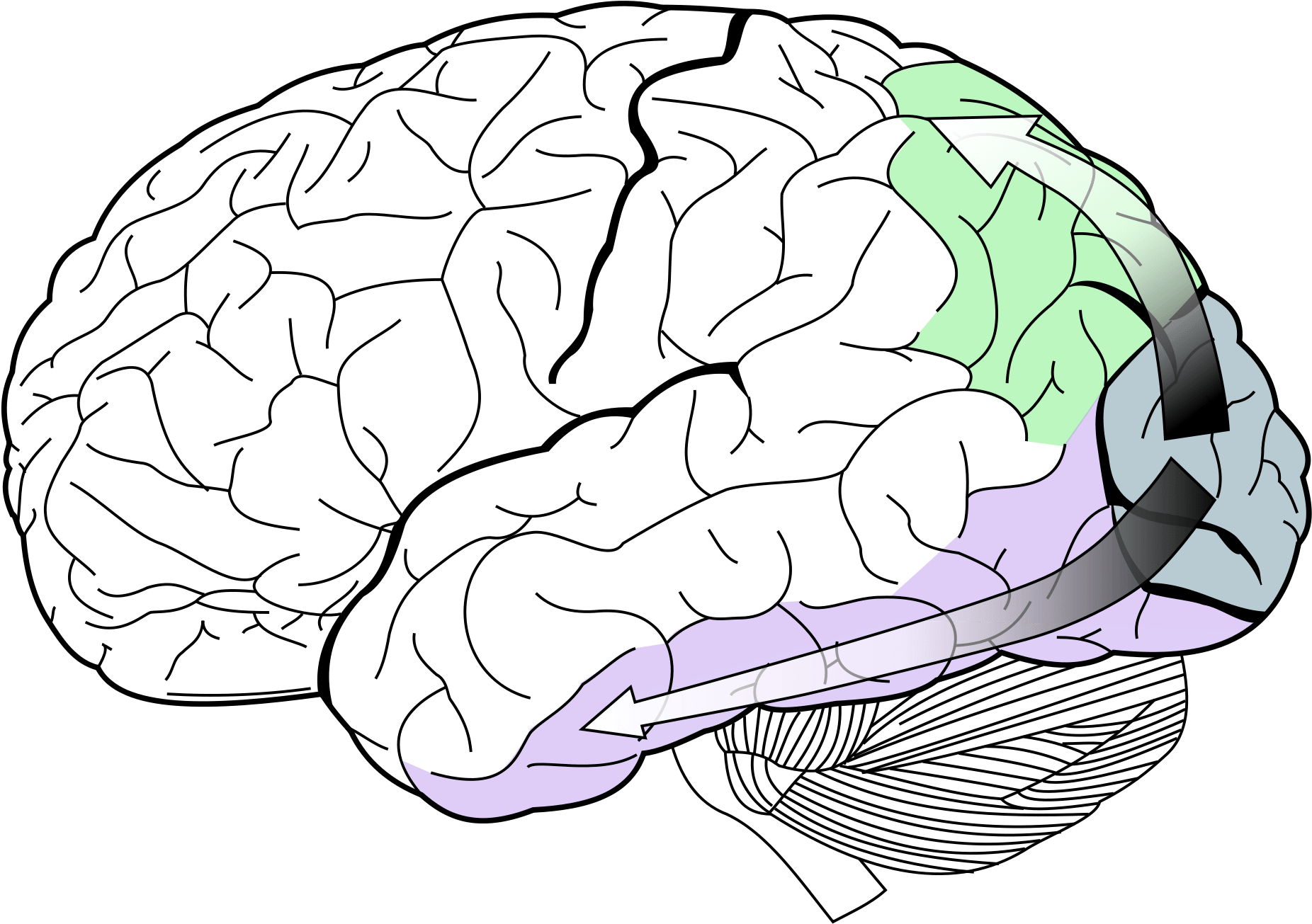 Study Shows Some Individuals Immune To Symptoms Of - Lobes Of The Brain (2000x1428)