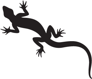 Download Lizard Png Transparent Images Transparent - Black Fantail Silhouette Nz (640x480)
