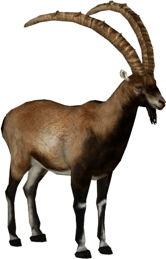 Animals - Ibex - Goat Png Transparent Background (526x526)