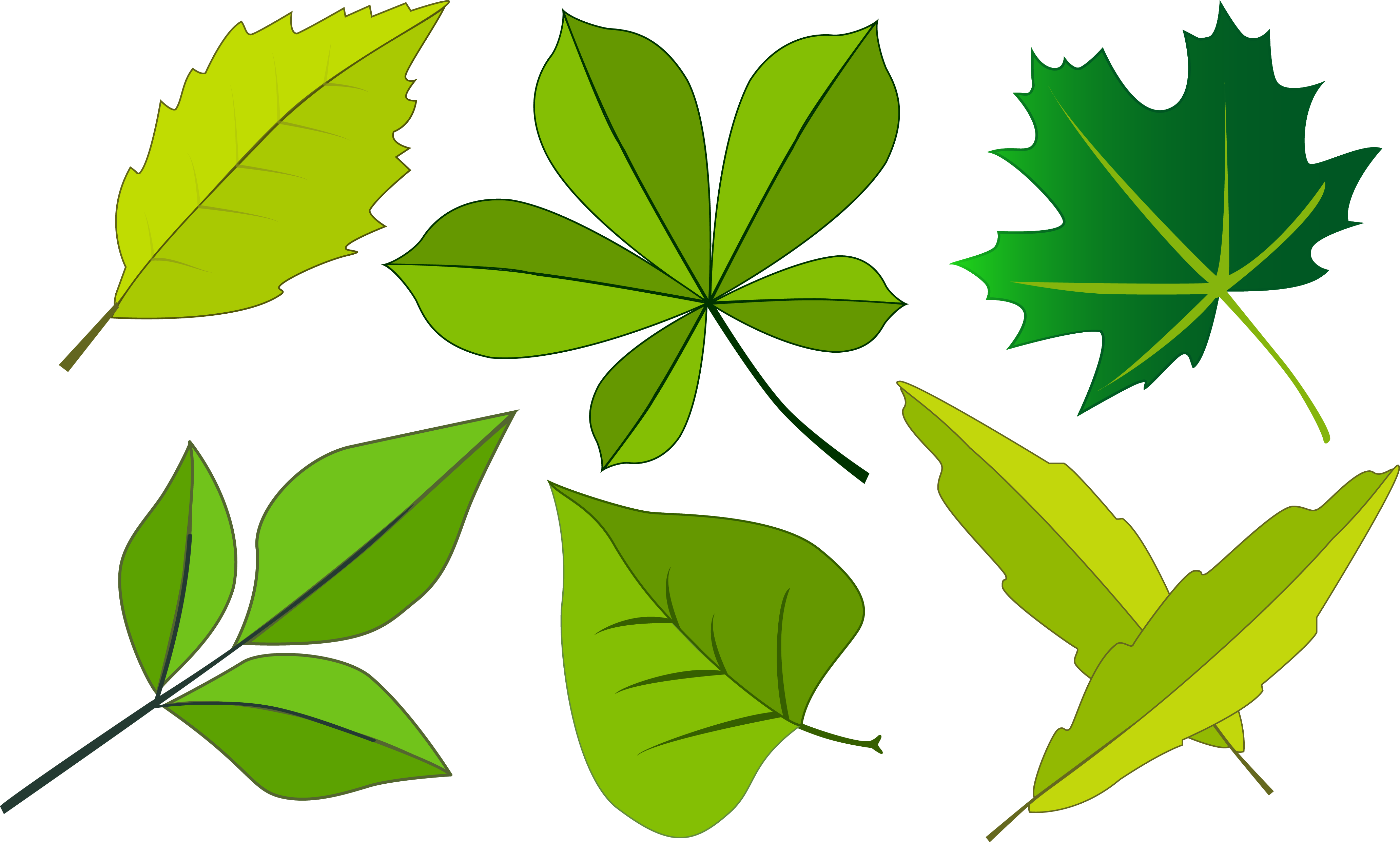 листья. кленовый лист. клен красный red sunset. осенняя листва. клён остролистный.