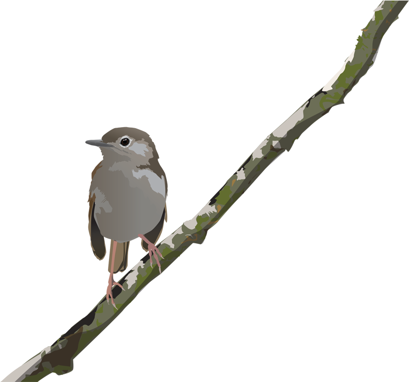 Puaiohi, Vector - Old World Flycatcher (829x759)