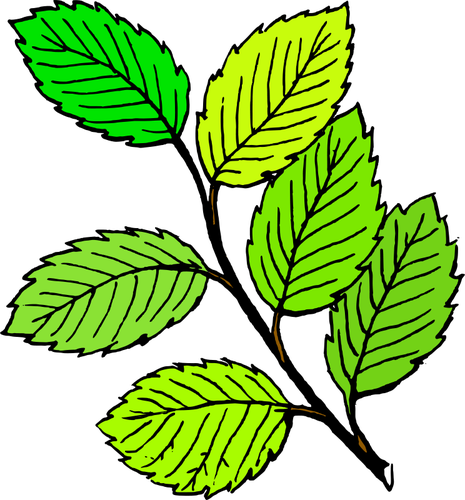 Clipart Daun Png Gambar Daun - Clip Art Of Leaves (465x500)