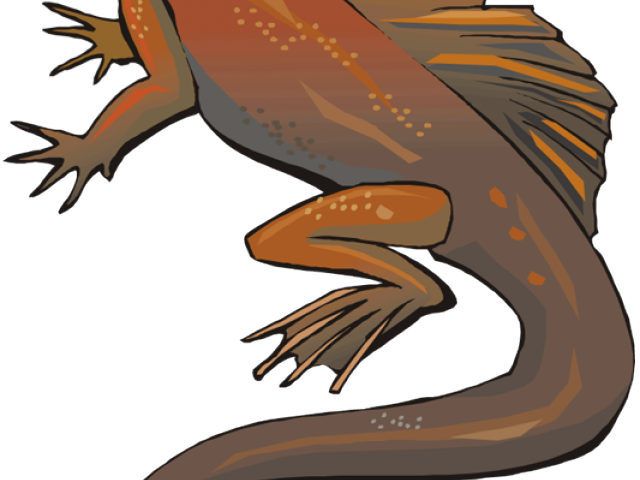 Horned Lizard Clipart Animated - Frog (640x480)