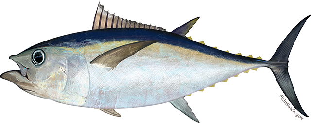 Pacific Bigeye Tuna - Bigeye Tuna (640x255)
