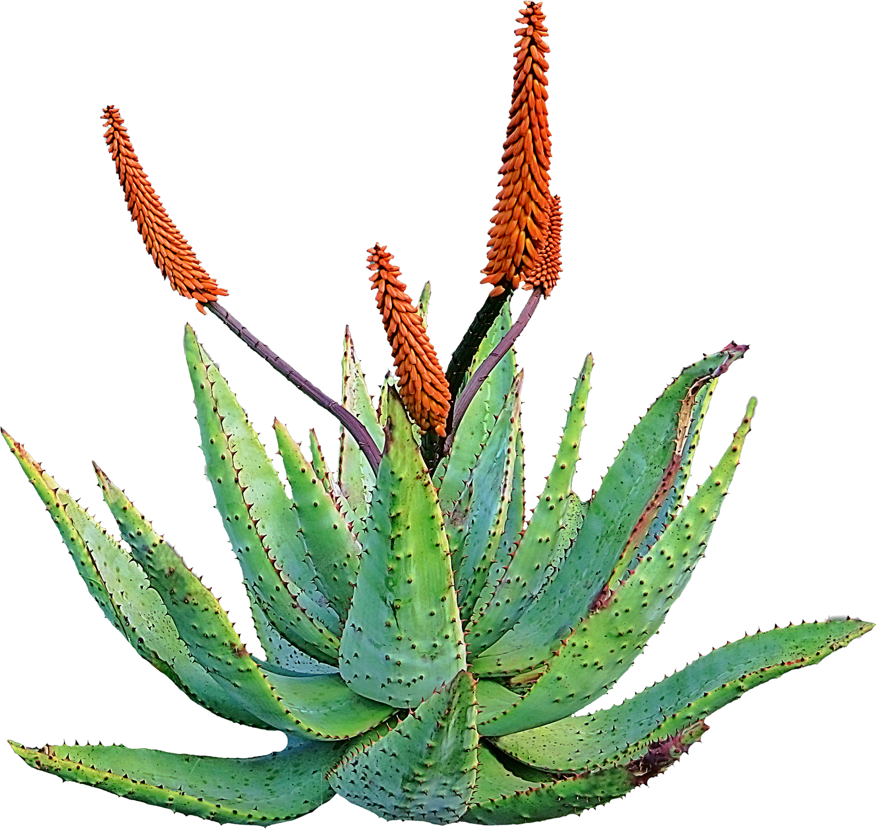Aloe Vera Plant Medicinal - Aloe Vera Desert Plant (2000x1823)
