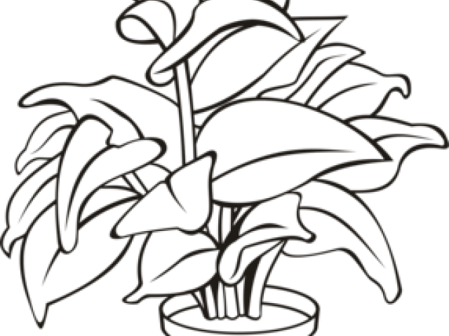 Potted Plants Clipart Black And White 3 627 X 846 Free - Outline Of A Plant (640x480)