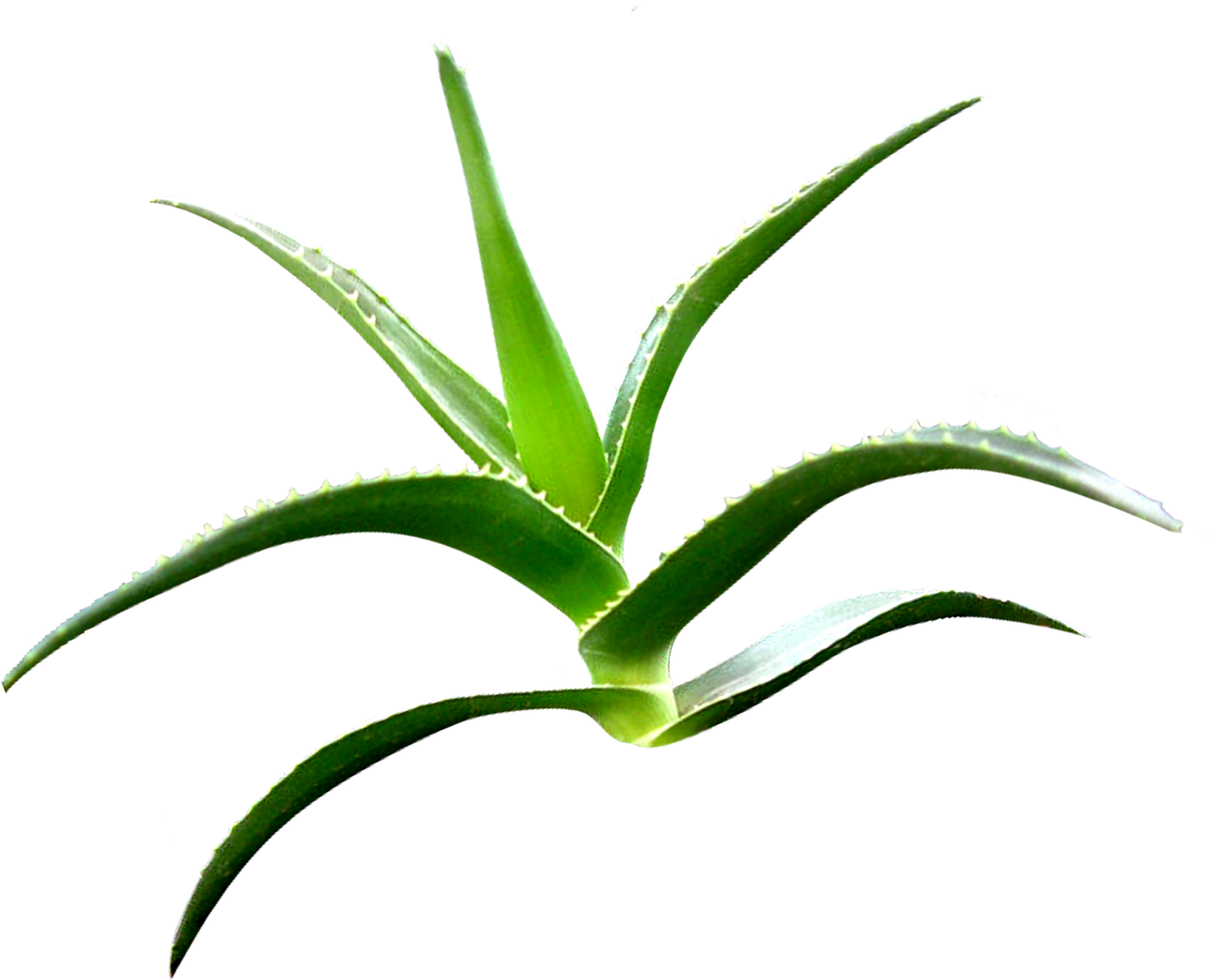 Aloe Clipart Terrestrial Plant - Agave (1700x1500)