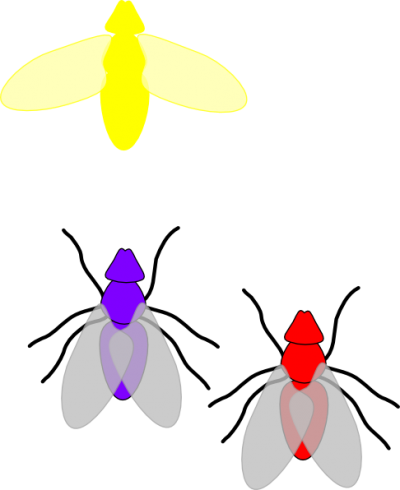 Firefly Cut Out Png Images - Fly Clip Art (400x490)