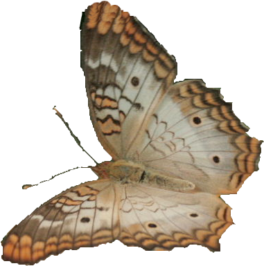 Butterfly Net Clipart 41552 White Butterfly Cutout - Hipparchia (388x392)