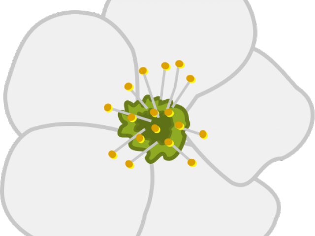 Apple Blossom Cliparts - Apple Blossom Clip Art (640x480)