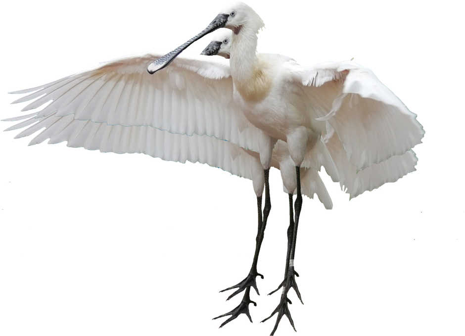 Great Egret Transparent Png (940x679)