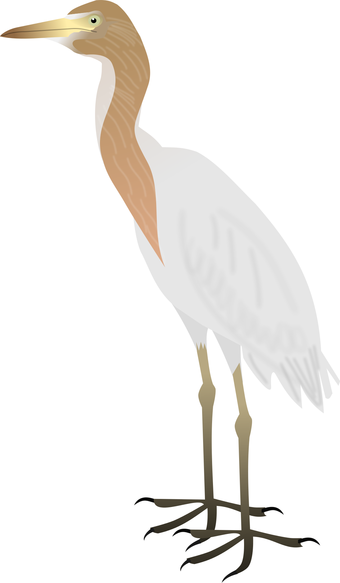 File - Cattle Egret - Svg - Cattle Egret Png Bird (1095x1879)