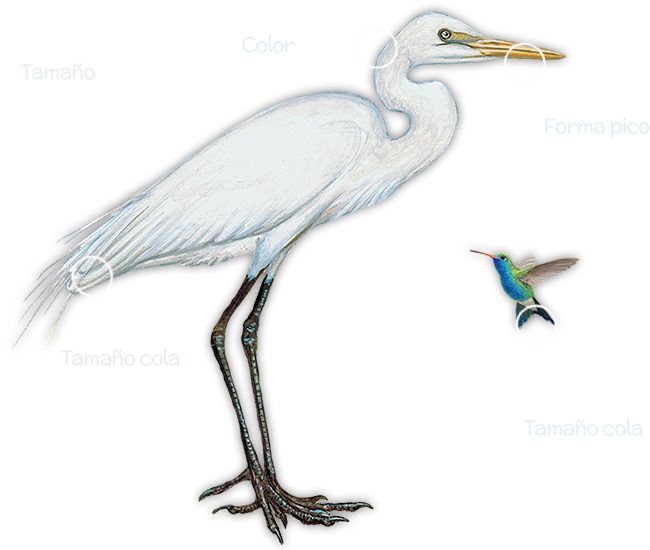 You Can Observe The Colors In Different Parts Of The - Little Blue Heron (734x562)