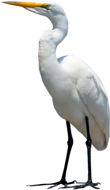 Crane Bird Transparent Background (480x599)