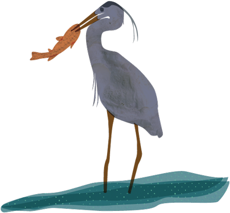 1 - - Great Blue Heron (577x437)