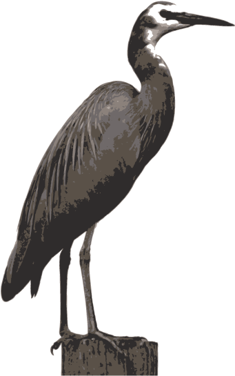 White Faced Heron - Little Blue Heron (850x600)