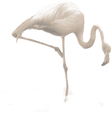 Floating Wood - Greater Flamingo (432x524)