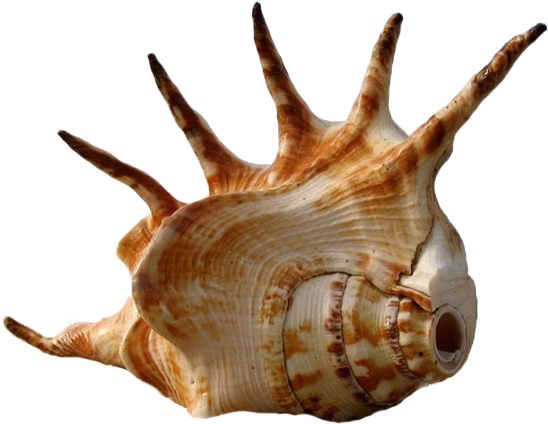 Seashell Shark Bay Beach The Shape Of - 5 Mukhi Shankh (600x600)