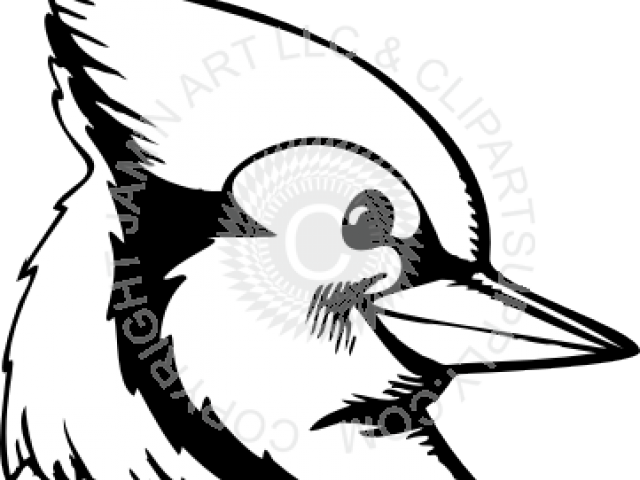 Blue Jay Clipart Head - Illustration (640x480)