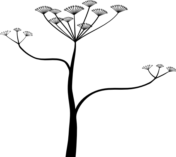 Poisonous Plant Clipart - Cicuta Png (600x534)