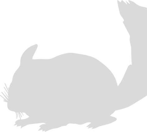 Chinchilla - Photo - Illustration (473x426)
