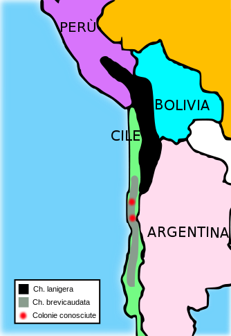 Popolazione Dei Chinchilla - Map Of Where Chinchillas Live (334x485)