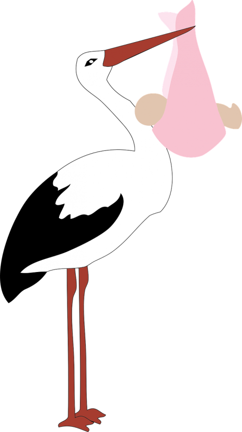 Vector Graphics - Baby Girl Ooievaar (500x891)