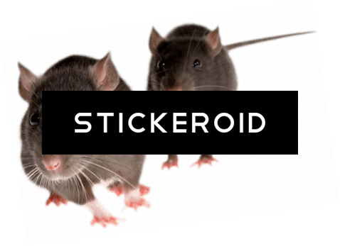Chinese Horoscope Rat Sign Character Clipart - Two Rats (478x347)