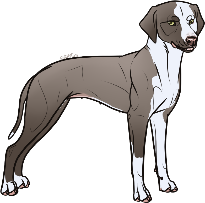 Whippet Pitbull Mix - Dog Catches Something (800x828)